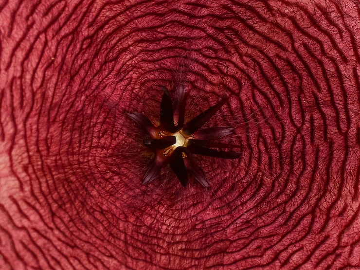 Photo スタペリアノビリスの花の背景