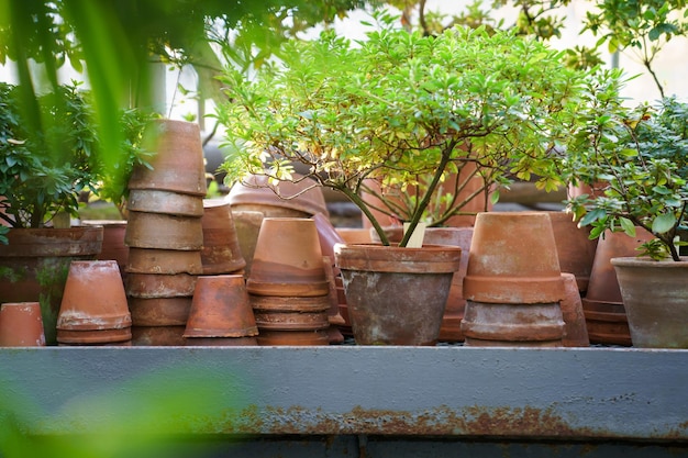 Stapels oude keramische potten voor de teelt van kamerplanten azalea plant in wintertuin of oranjerie