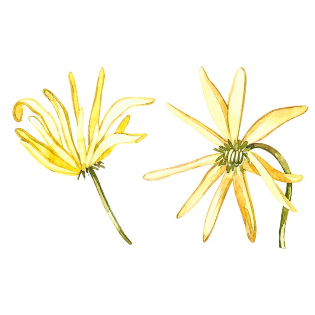 Star anise plants isolated on white background.