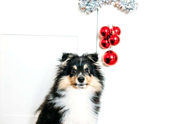 Star and balls red home decor rooting for new year and Christmas, background, shiny, puppy dog sitting