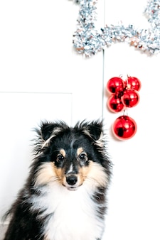 Stella e palline rosse decorazioni per la casa il tifo per capodanno e natale, sfondo, lucido, cucciolo di cane seduto