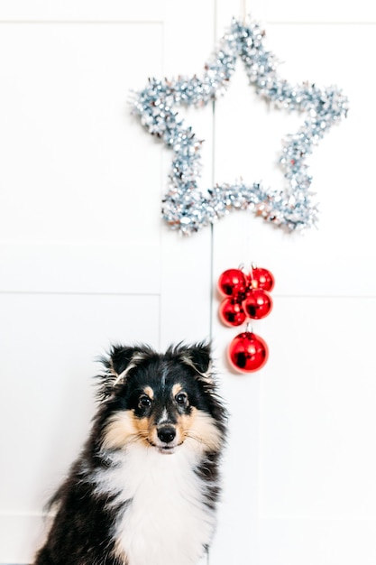 Foto stella e palline rosse decorazioni per la casa il tifo per capodanno e natale, sfondo, lucido, cucciolo di cane seduto