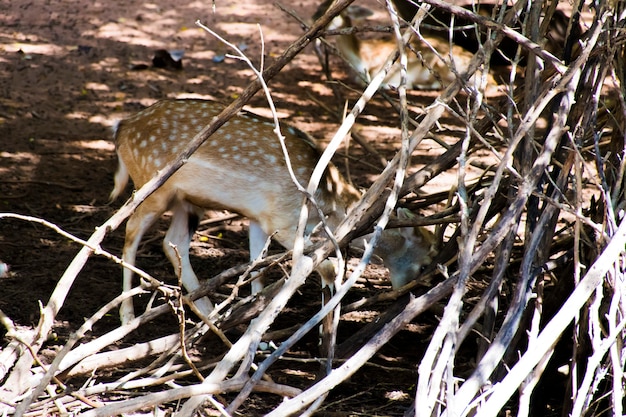 A star deer standing behind a branch