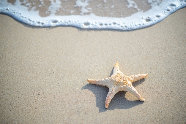 Photo star fish and sea shells on the sea shore, styled faded retro tones