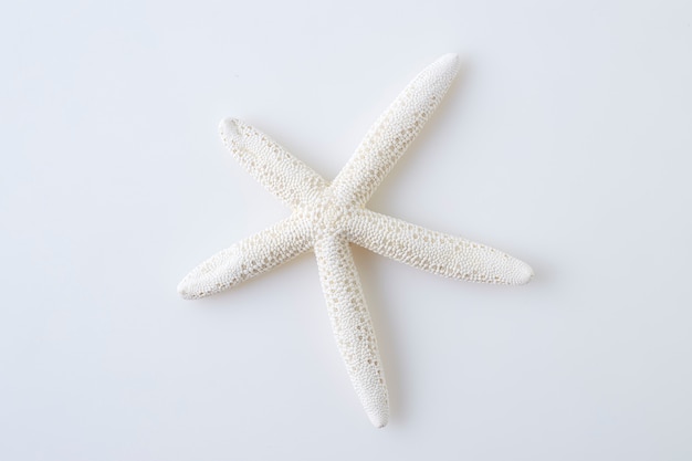 Star fish on white background