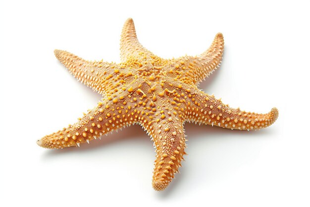 Star fish