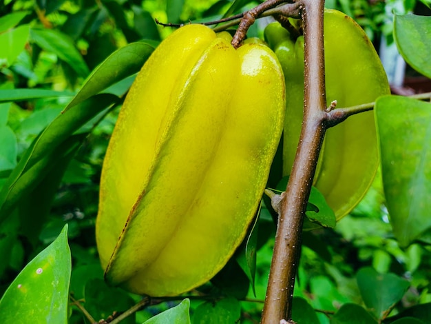 star fruit on the tree