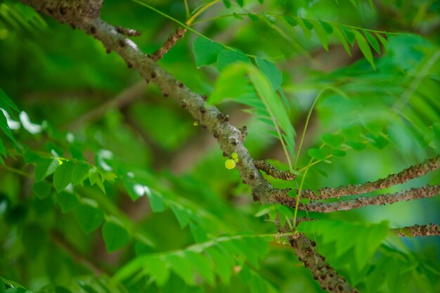 star gooseberry on tree