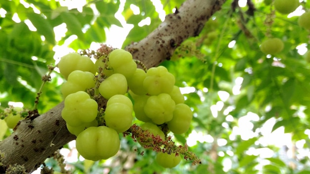 Star gooseberry on the tree.