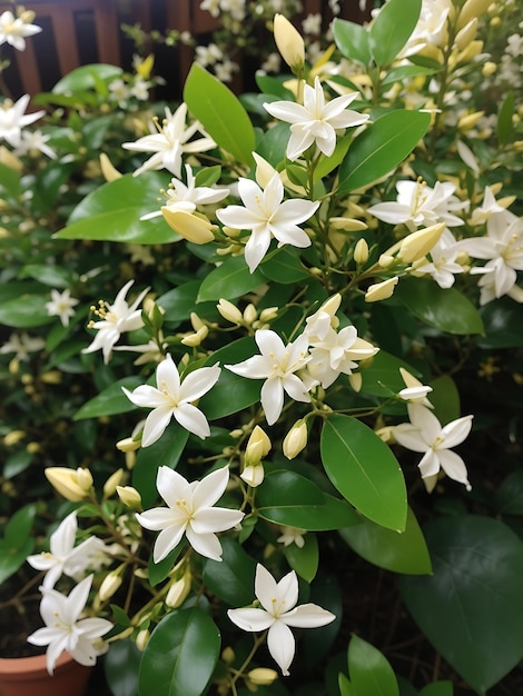 Star Jasmine flower in garden