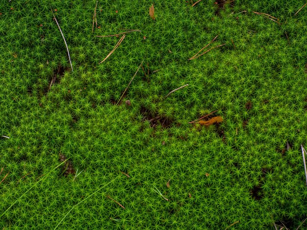 Star moss polytrichum commune seen from above