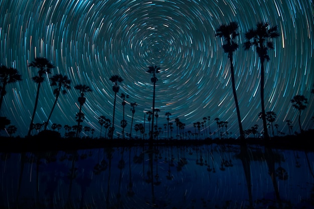 Star trails over flower garden on hill before sunrise