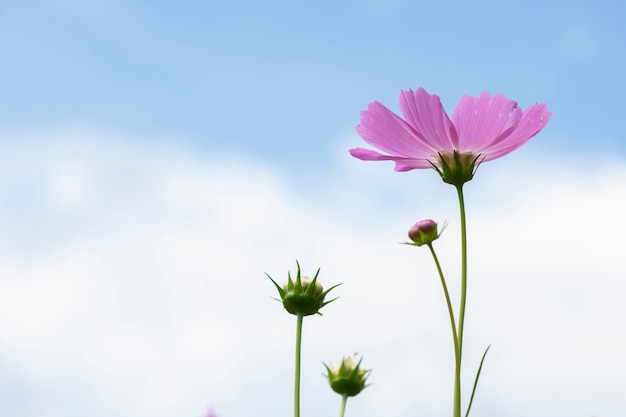 Starburstbloemen tegen blauwe hemel