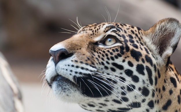 ヒョウの顔を見つめる