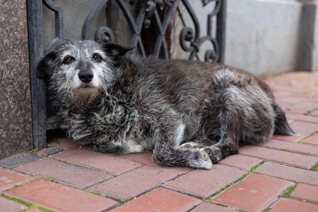 Stare of an old stray dog