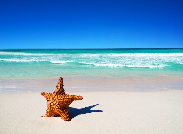 Starfish on beach. beautiful beach and tropical sea