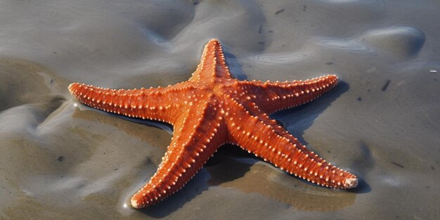 A starfish on the beach is shown in this photo