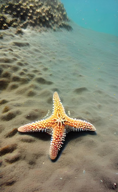 Starfish on the beach in the ocean