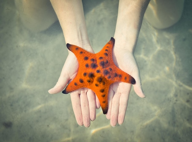 Starfish Beach Phu Quoc Vietnam A Tranquil Encounter as a Girl Tenderly Holds a Red Starfish