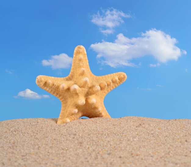 Starfish on a beach sand against the blue sky