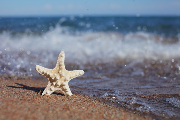 Морская звезда на пляже. Песчаный пляж с волнами.