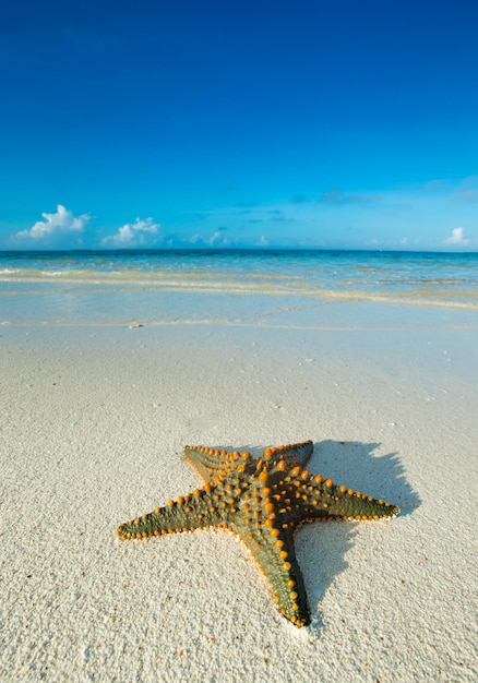 Starfish on the beach sea