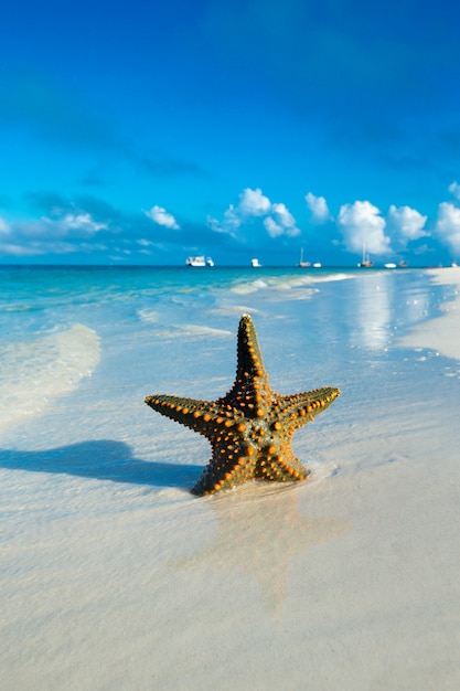 Starfish on the beach. sea