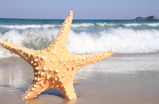 Морская звезда на пляже летом