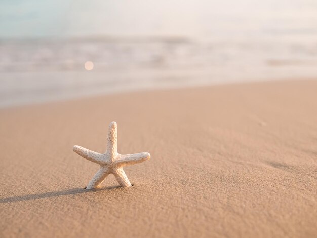 海の背景でビーチに浮かぶ海星