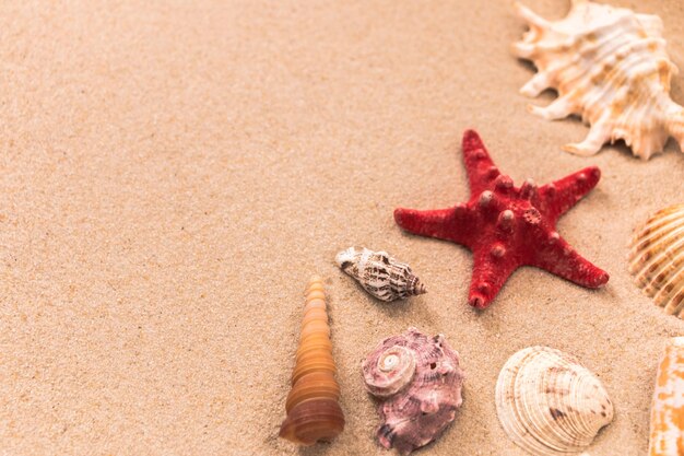 starfish and beautiful shells on the sand background for travel advertising lettering text