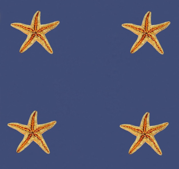 Starfish on a blue background