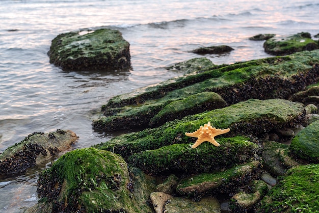Starfish on a boulder covered with seaweed