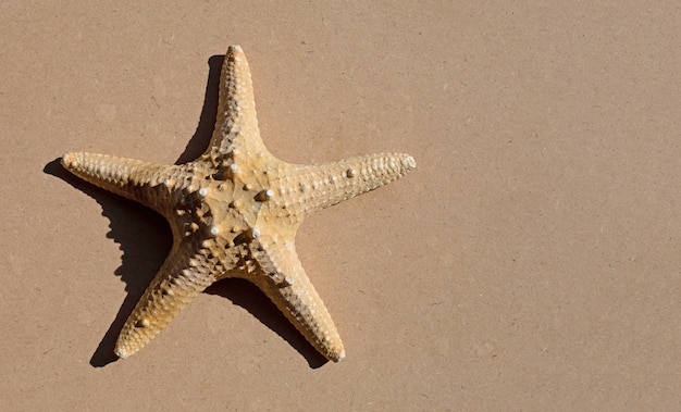 Морская звезда на коричневом фоне фанеры.
