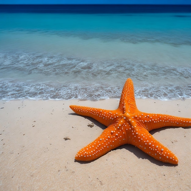 ビーチでの海星のクローズアップ写真