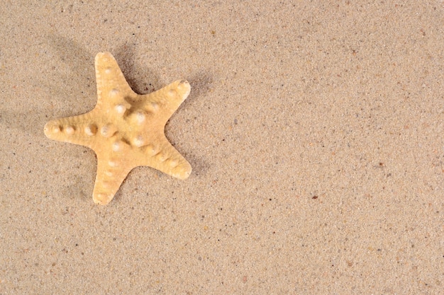 Starfish close-up on a sand background