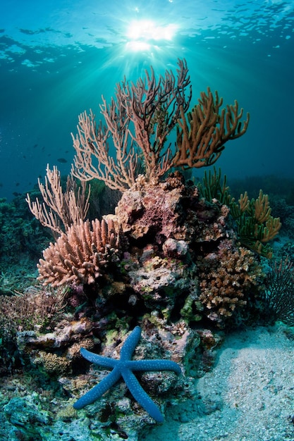 starfish next to corals underwater