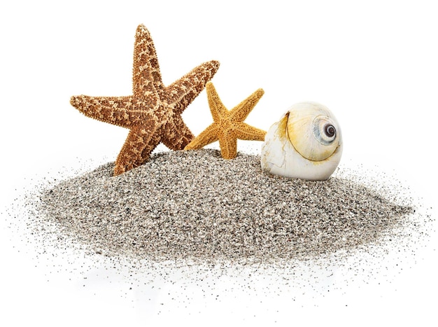 A starfish couple and a seashell on a beach