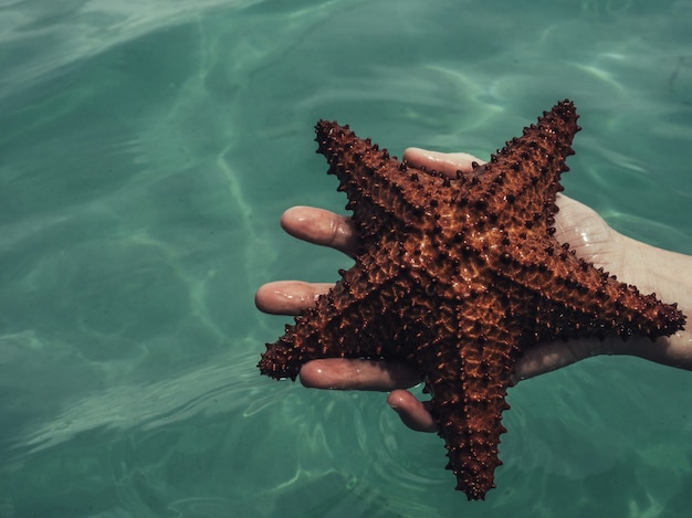 Starfish in hand.