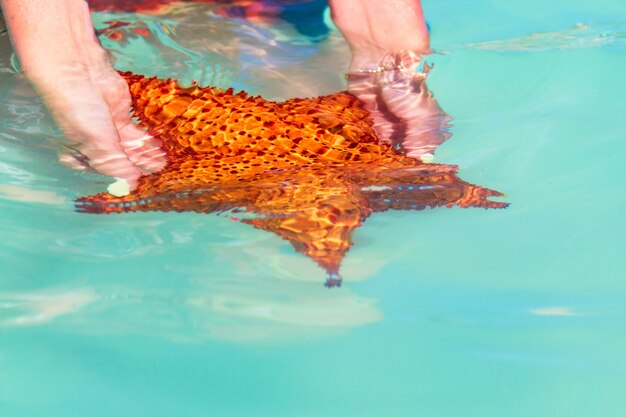 Starfish in hands