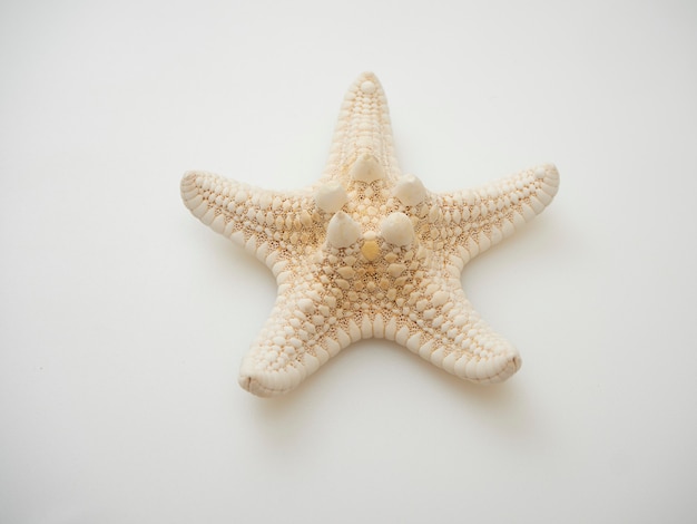 Морская звезда, изолированные на белом фоне с контурами, пространство для текстовых сообщений, вид сверху