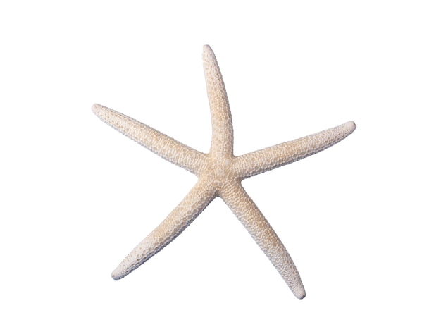 Starfish isolated on white background