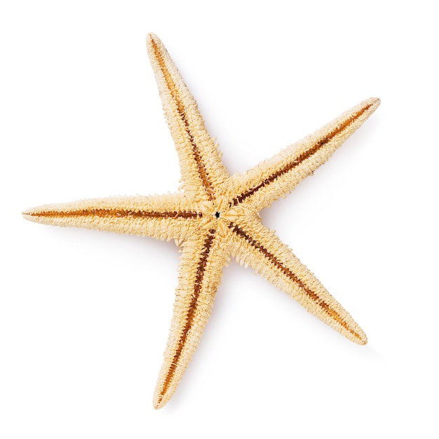 Starfish isolated on a white background