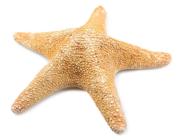 Starfish isolated on white