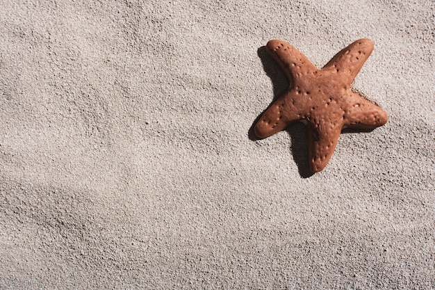 Starfish lies on a sandy beach under the bright sun