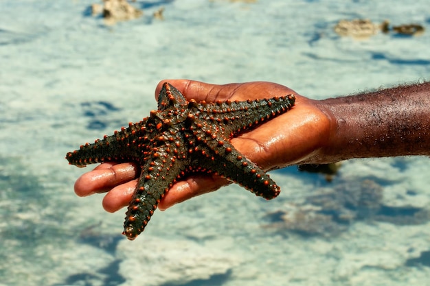 Starfish on a male palm against the background of the sea.