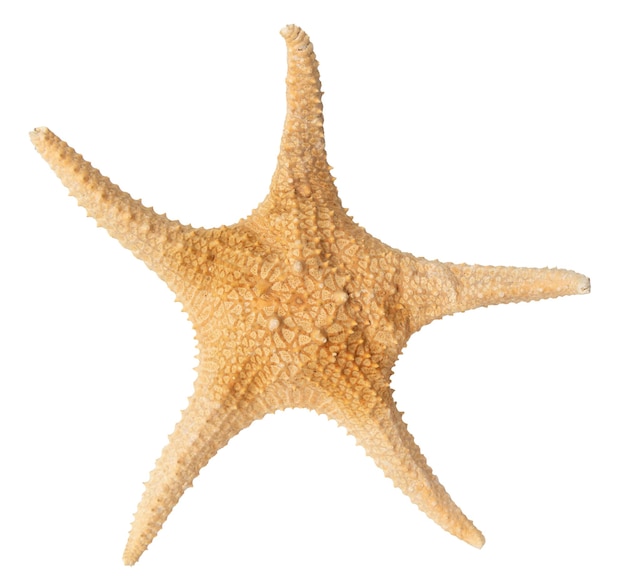 Photo starfish ocean isolated on white with clipping path