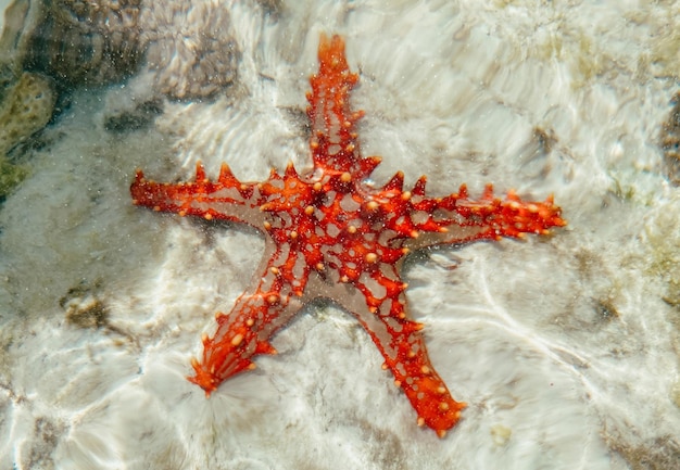 Foto una stella marina nell'acqua oceanica.