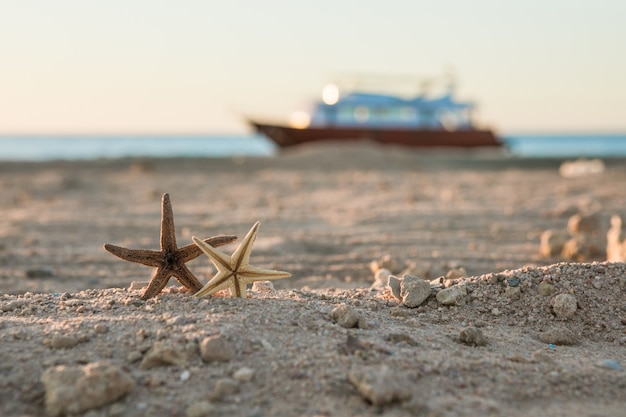 Starfish on red sea beach summer vacations Tropical nature  Seascape concept for post card or travel agency with copy space