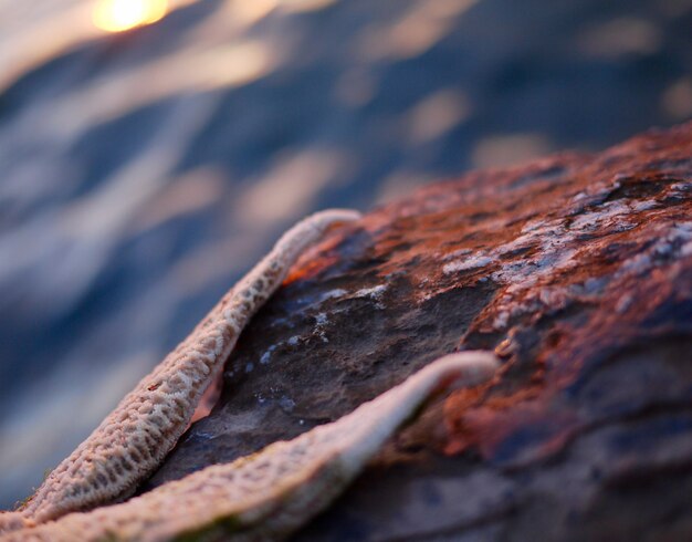 starfish on a rock near the sea