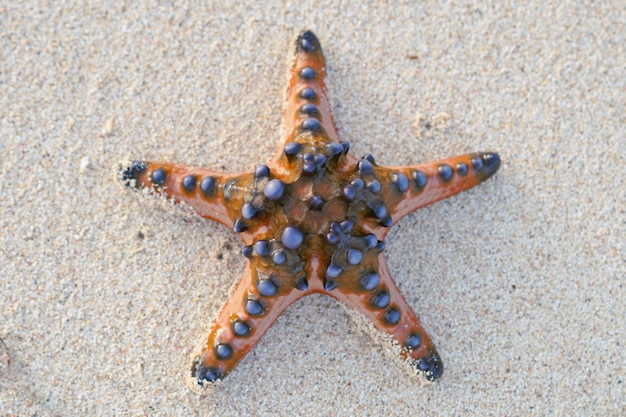 starfish on a sand background